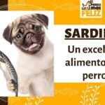 Los Perros Pueden Comer Uvas Mitos Y Verdades