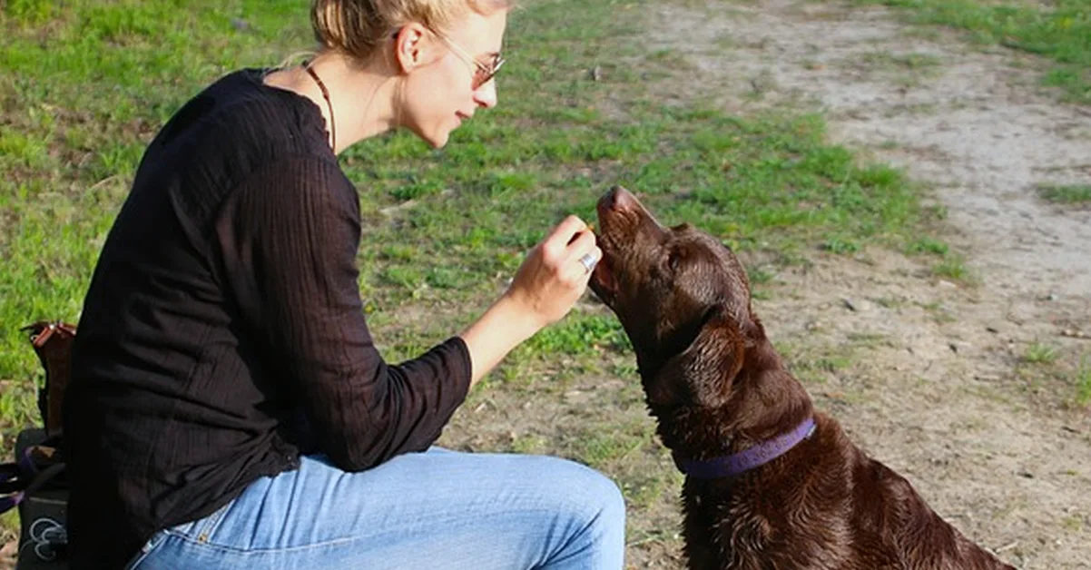 7 razones para prevenir mejor con un seguro para tu perro