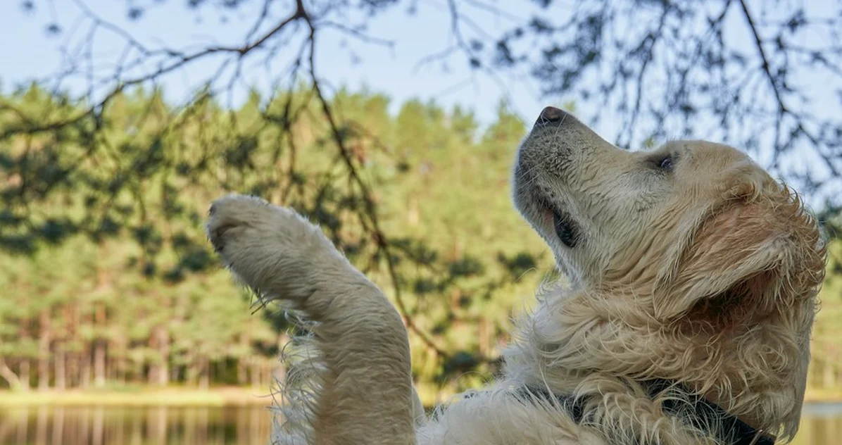 ¿Adiestrador o veterinario? Elegir mal sale caro