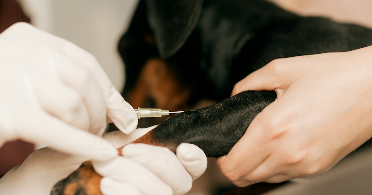 Ahorra en veterinario y evita sorpresas con un seguro canino