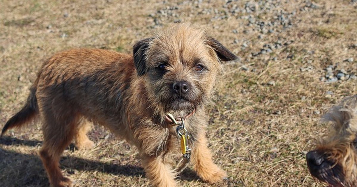 Ahorra esfuerzo con terriers adecuados para personas mayores