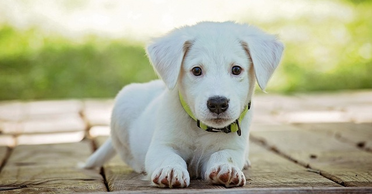 Ajusta cuántas comidas dar a tu perro sin engordarlo