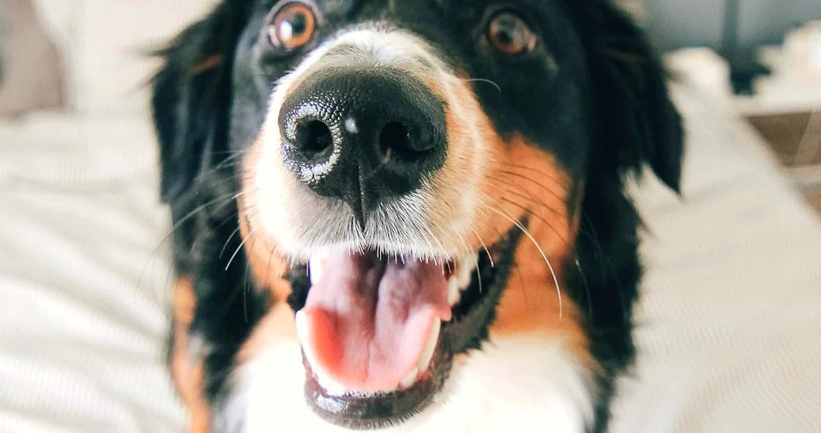 Al alojar mascotas, puedes necesitar una licencia