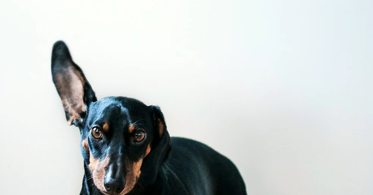 Alojar mascotas exige requisitos distintos al paseo