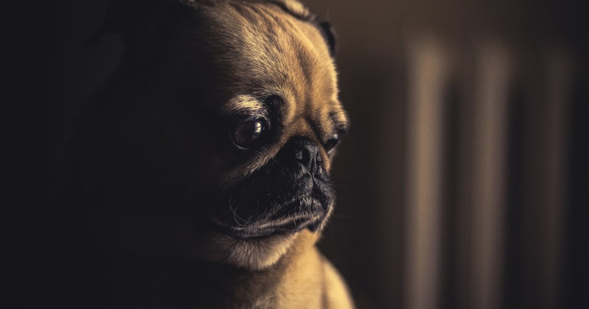 Aprende si tu perro sabe que alguien murió y cómo ayudar