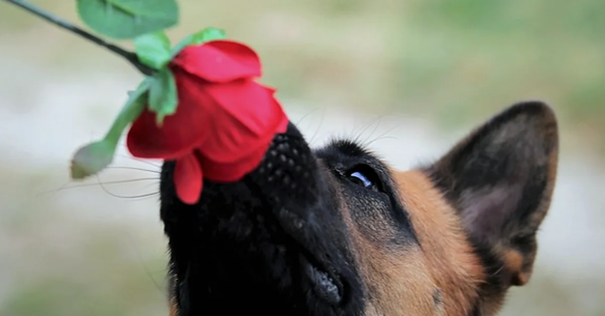 Aunque detecte olores, tu perro no diagnostica menopausia