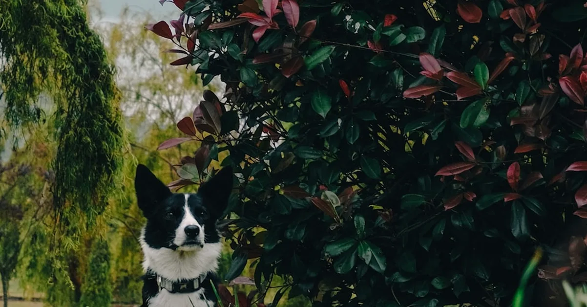 Border Collie: lecciones de Frank y Hannah
