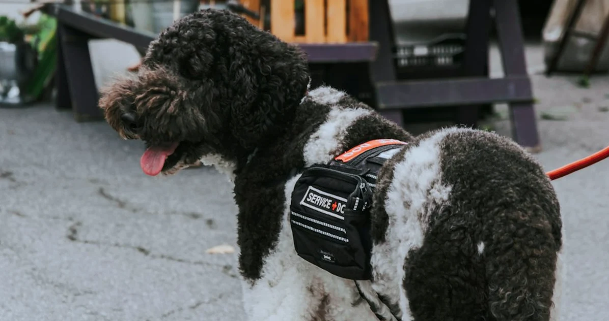 Ceder datos al partner canino puede romper la confianza
