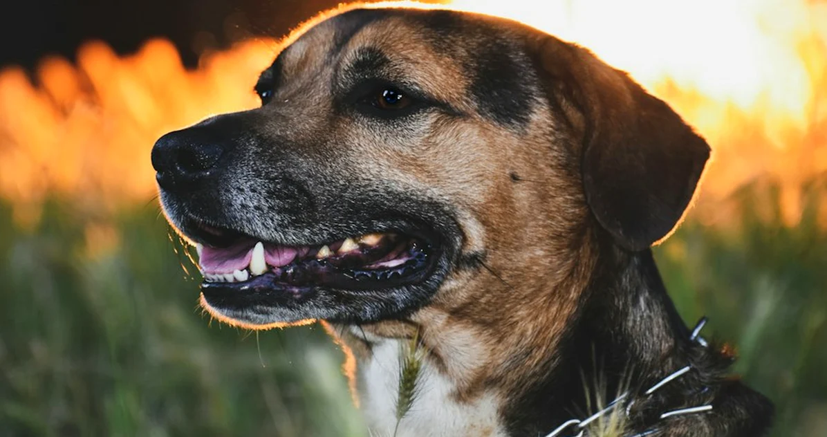 Collares prohibidos por la Ley de Bienestar Animal