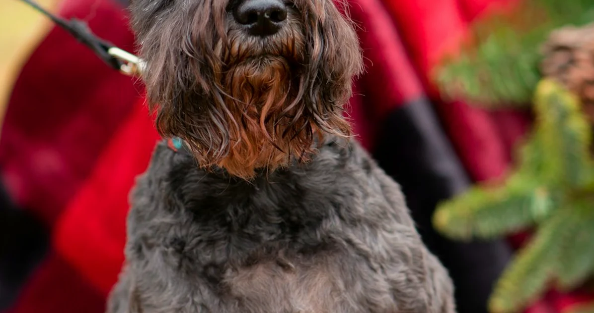 Con un gato, el historial del schnauzer pesa más que la raza