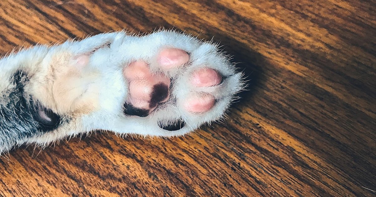Consigue cortes seguros con el mejor cortauñas para perros