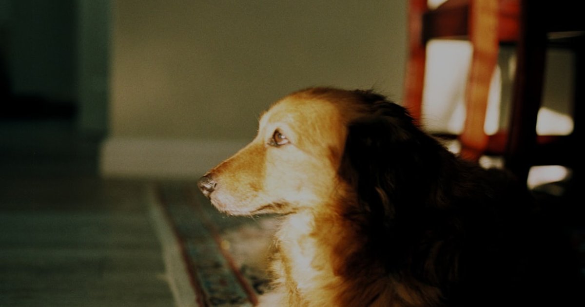 Consigue que tu perro mediano viva más años: razas y cuidados