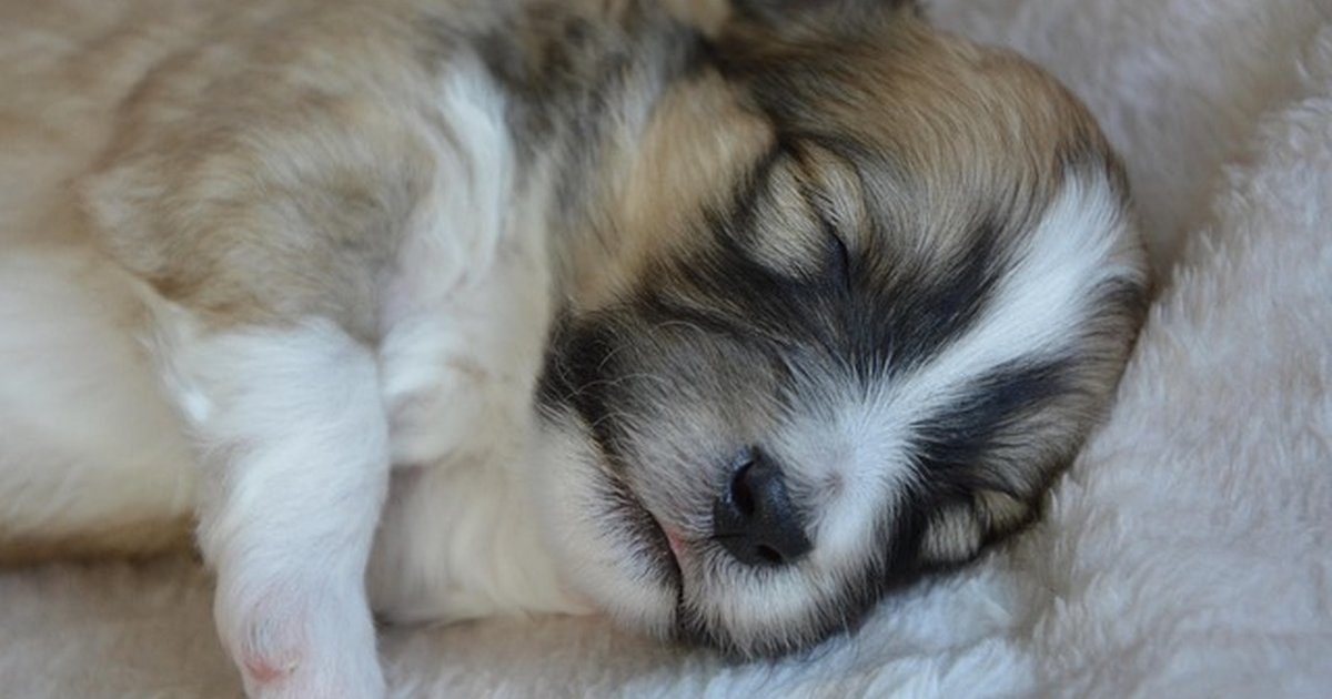 Consigue un cachorro sano con calendario de salud