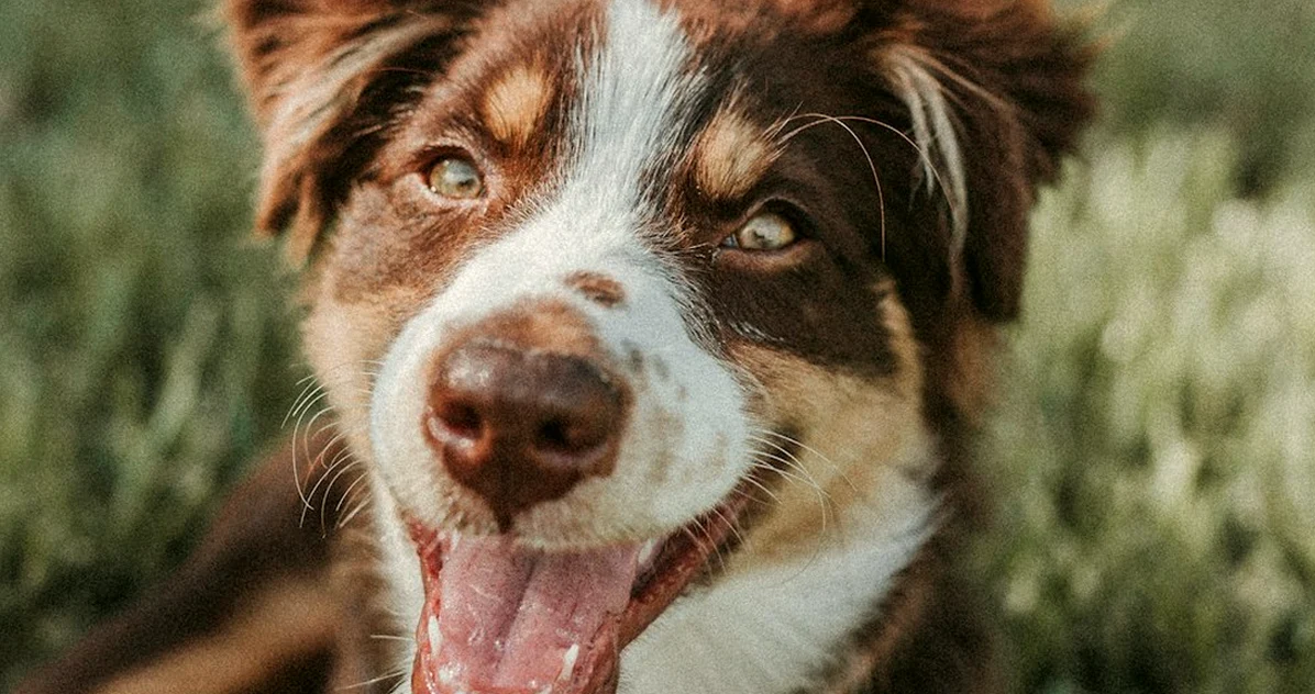 Cuidar animales en casa no implica núcleo zoológico