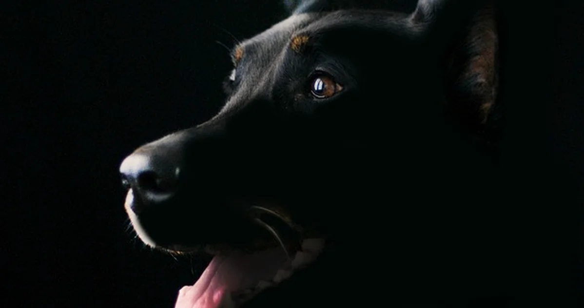 Cuidar animales en casa no implica núcleo zoológico