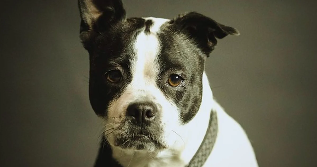 Cuidar perros en casa sin trámites puede salir caro