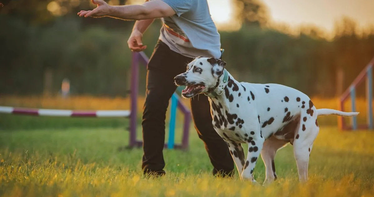 Curso para tener perro en España: qué exige la ley