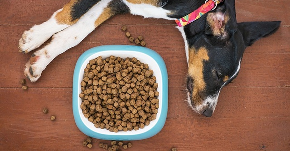 Dar de más a tu cachorro grande perjudica sus articulaciones