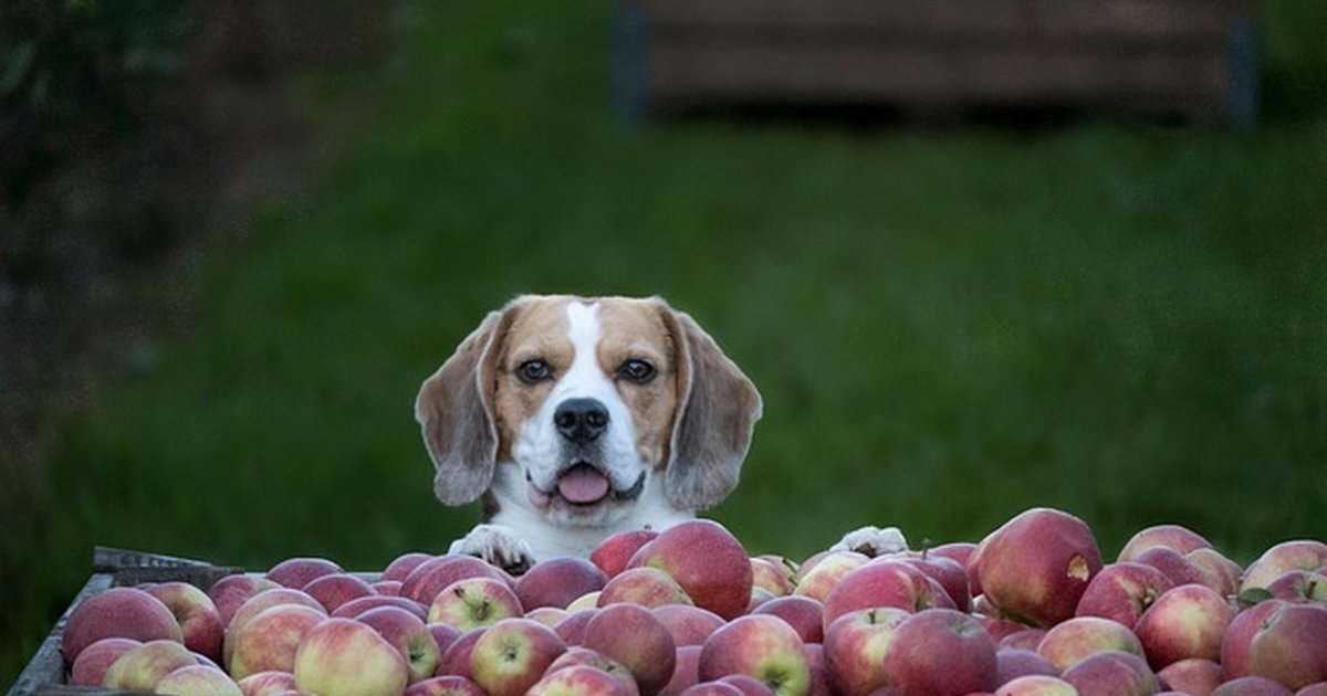 Detecta las enfermedades del Beagle antes de que avancen