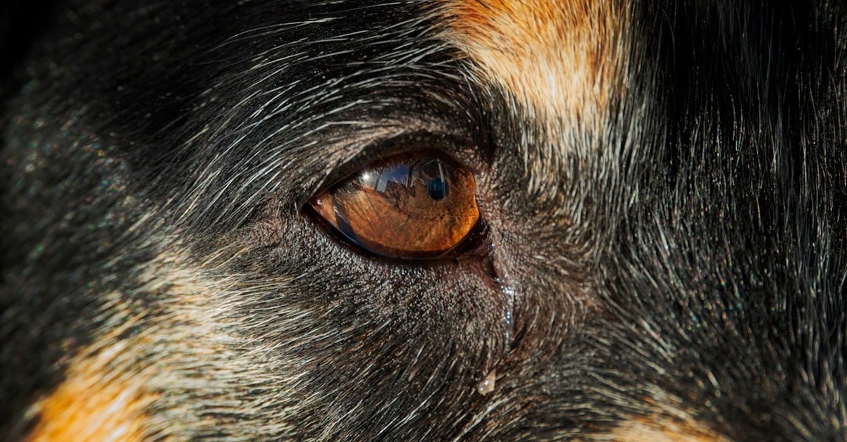 Detecta si tu perro puede quedarse ciego a tiempo