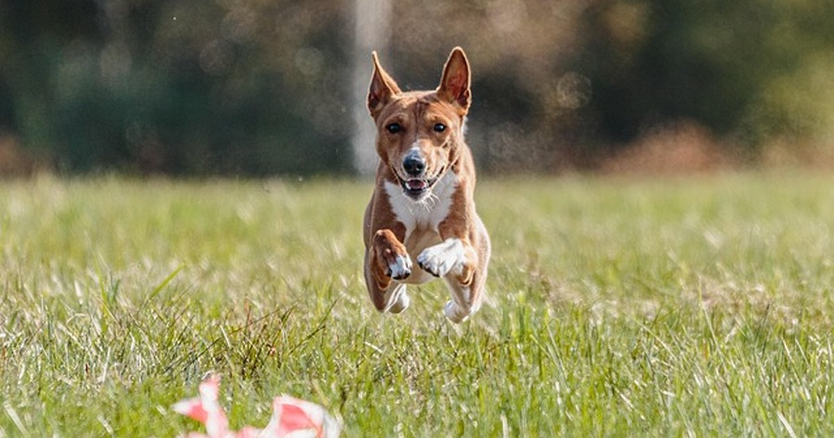 Educa a tu perro mediano según su energía y edad