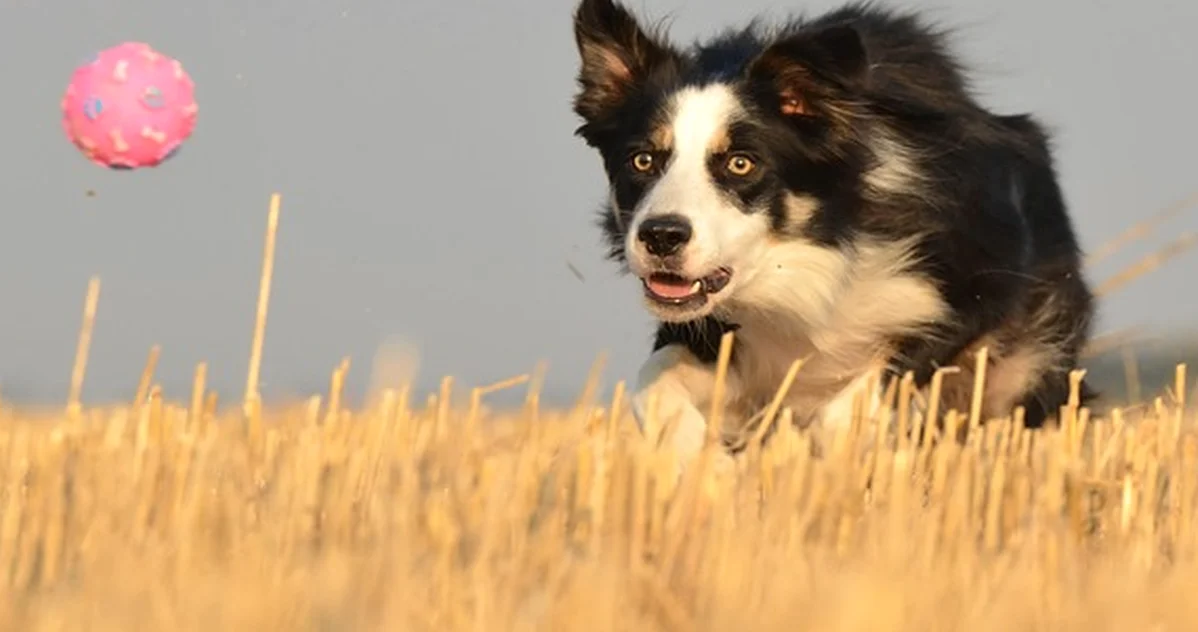 El campo decide si tu perro va suelto o con correa