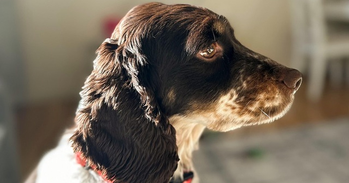 El cerebro de tu perro procesa el mundo por el olfato