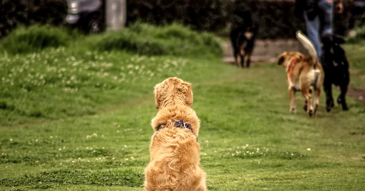 El error de buscar cuidadores de perros por cercanía
