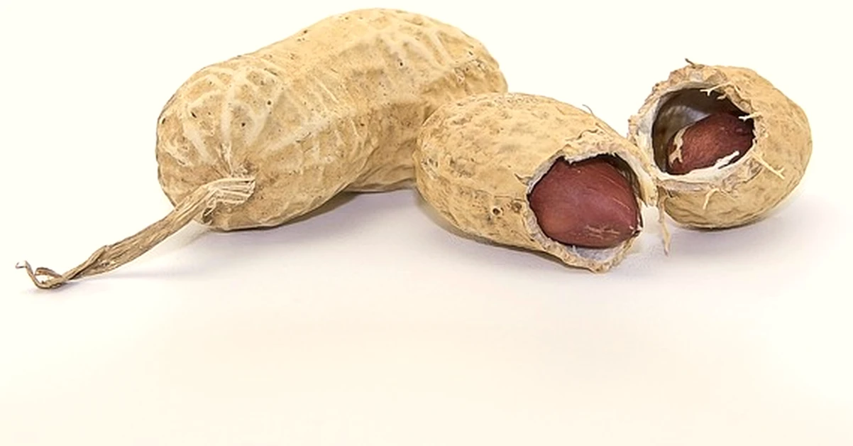 El error de dar a tu perro crema de cacahuete con xilitol