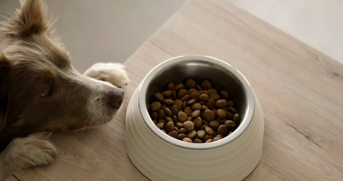 El error de dar gulas al perro sin mirar sus ingredientes