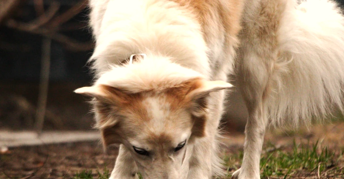 El error de dar rábanos enteros a tu perro