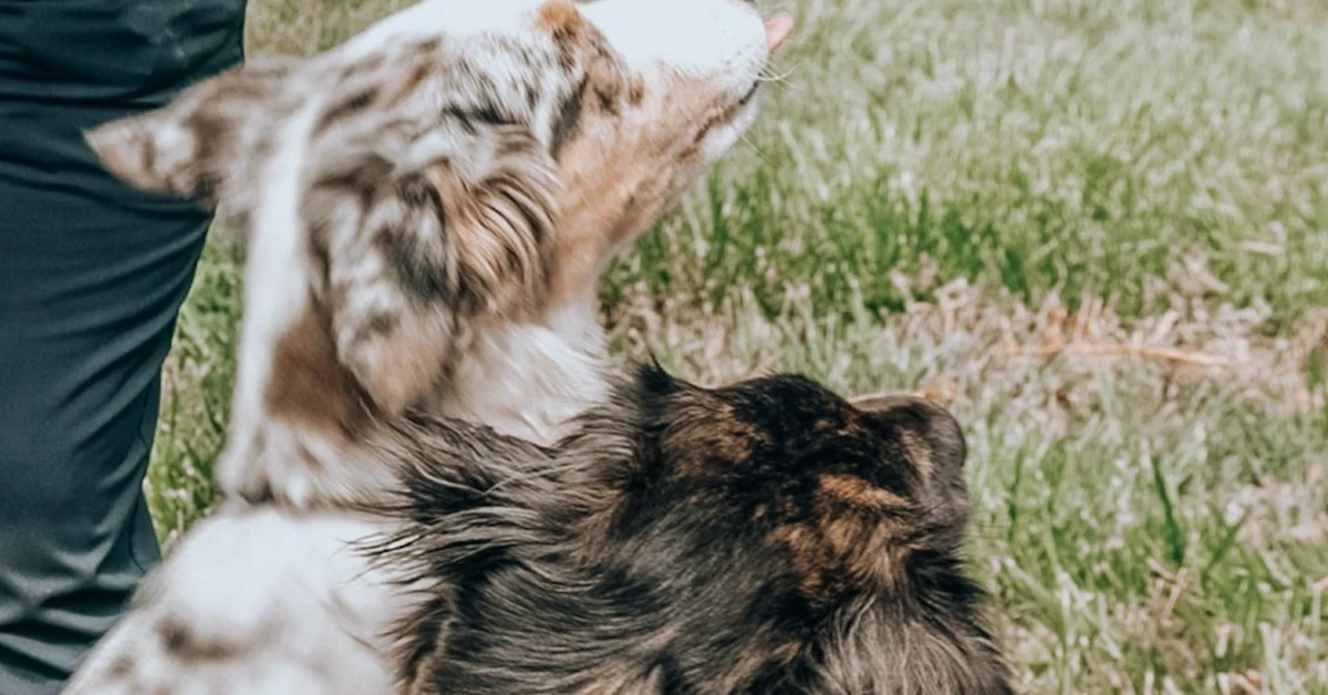El precio no revela cómo trabaja un adiestrador canino
