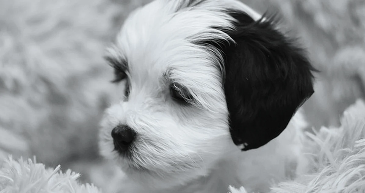 Enfermedades en perros según su tamaño: riesgos reales