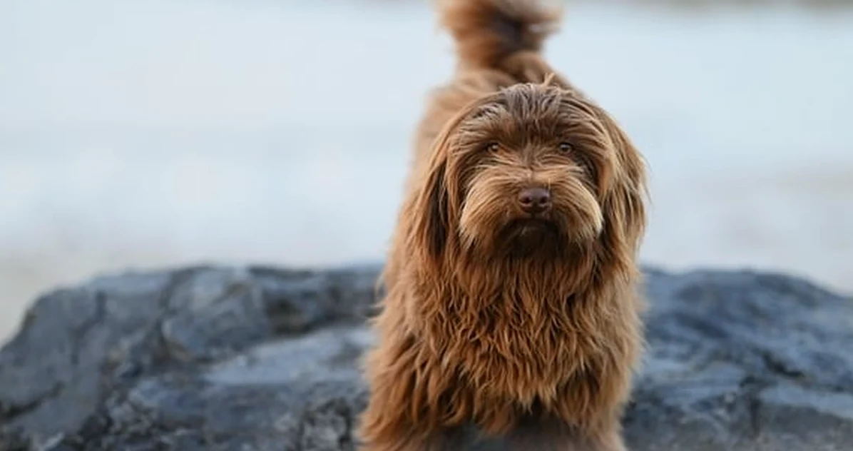 Esperar a que enferme puede dejar a tu perro sin seguro