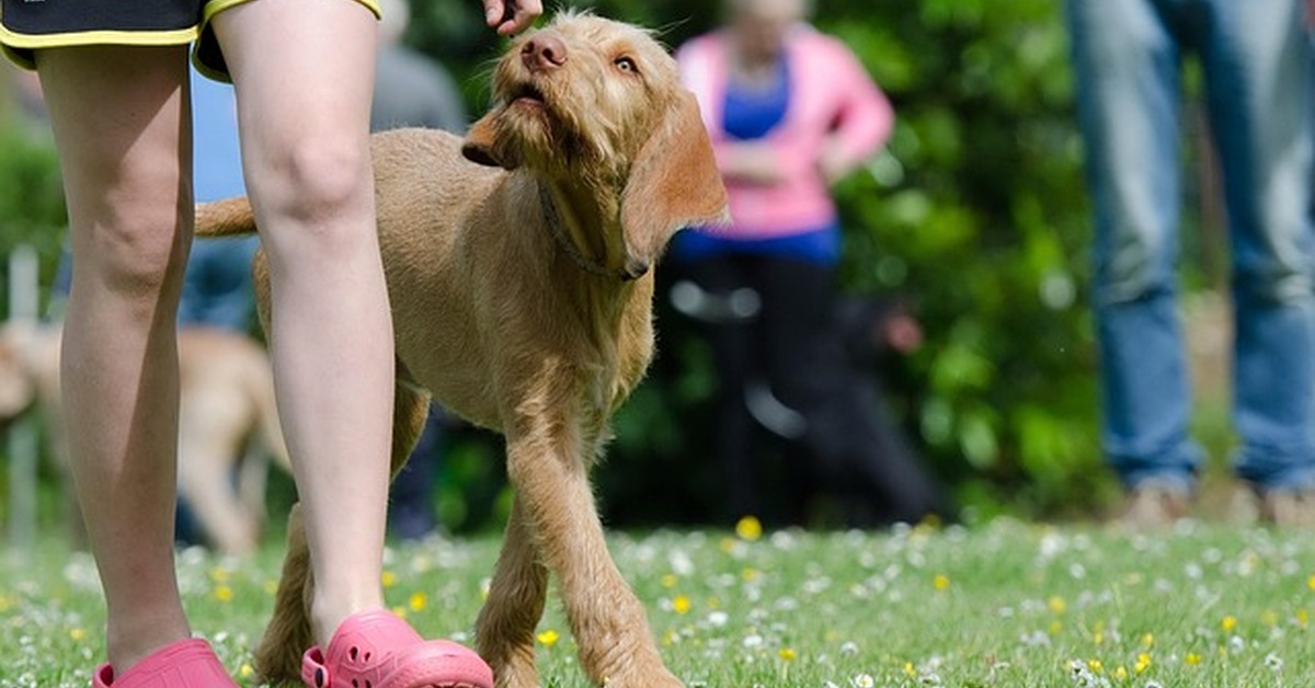 Formarte en salud canina para usar mejor tu seguro