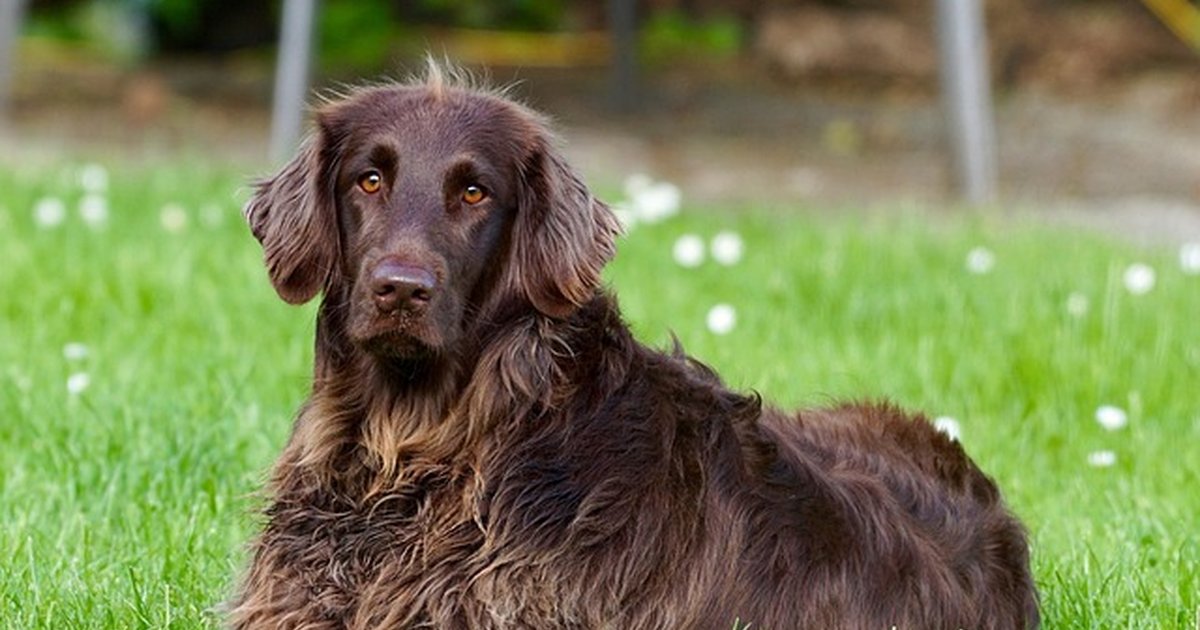 Haz que tu perro deje de morder objetos en 4 semanas