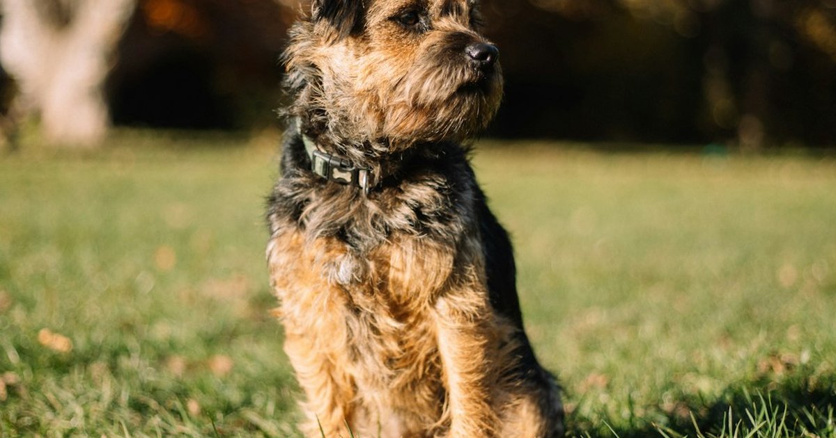 Haz que tu terrier esté sano y equilibrado cada día