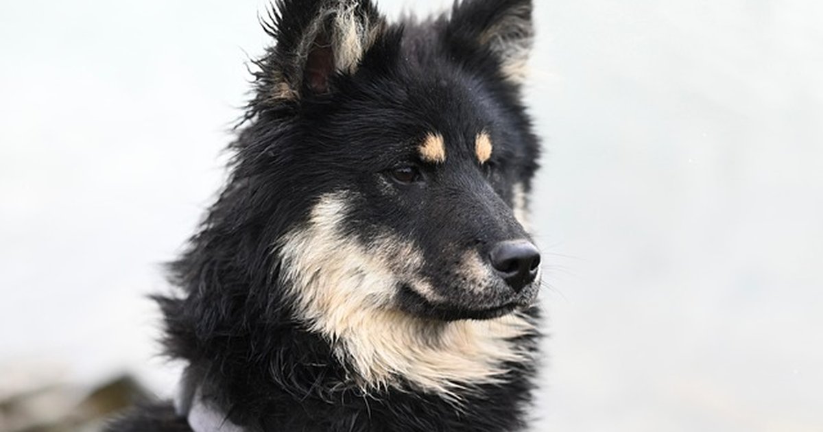 La personalidad de tu perro cambia con la convivencia