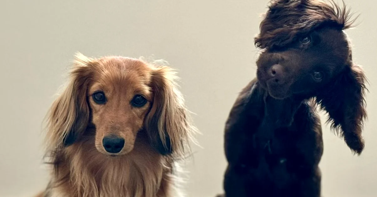 Razas de perros medianas más fáciles de entrenar