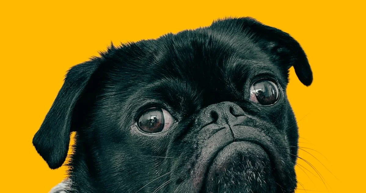 La RC de Verti no sustituye un seguro veterinario