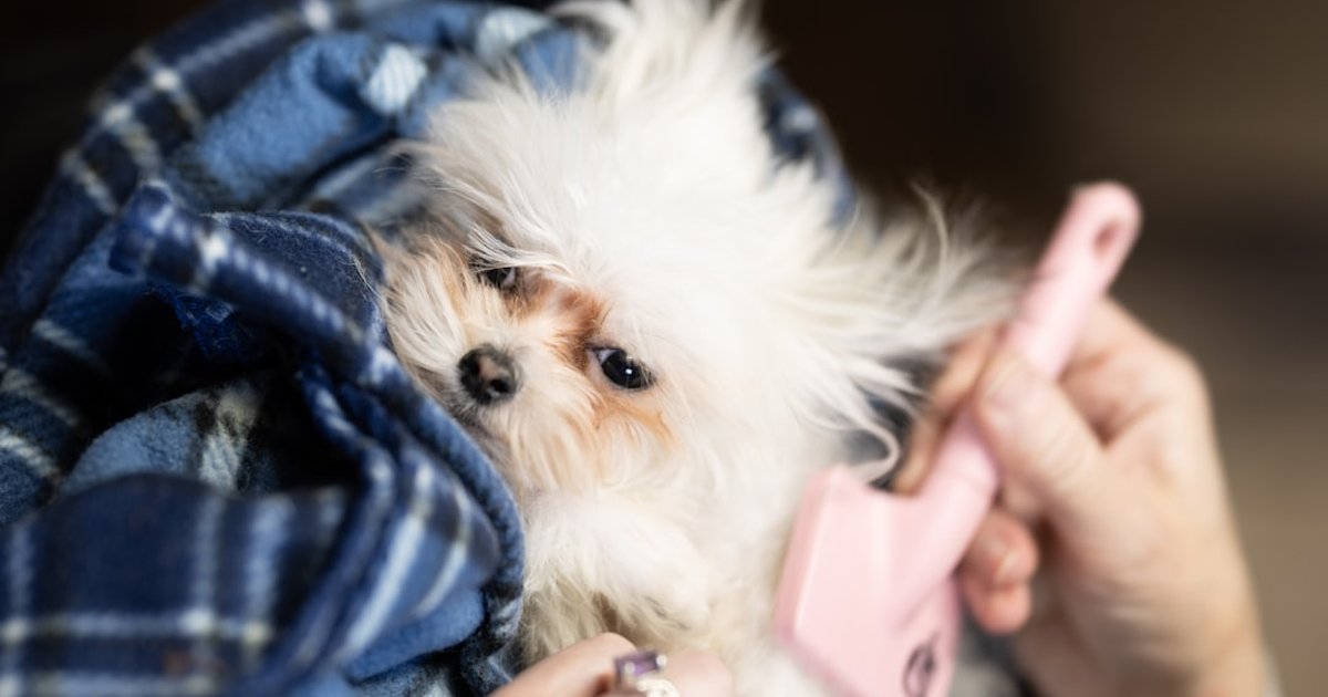 ¿Le haces daño sin querer al cepillar el pelo de tu perro?