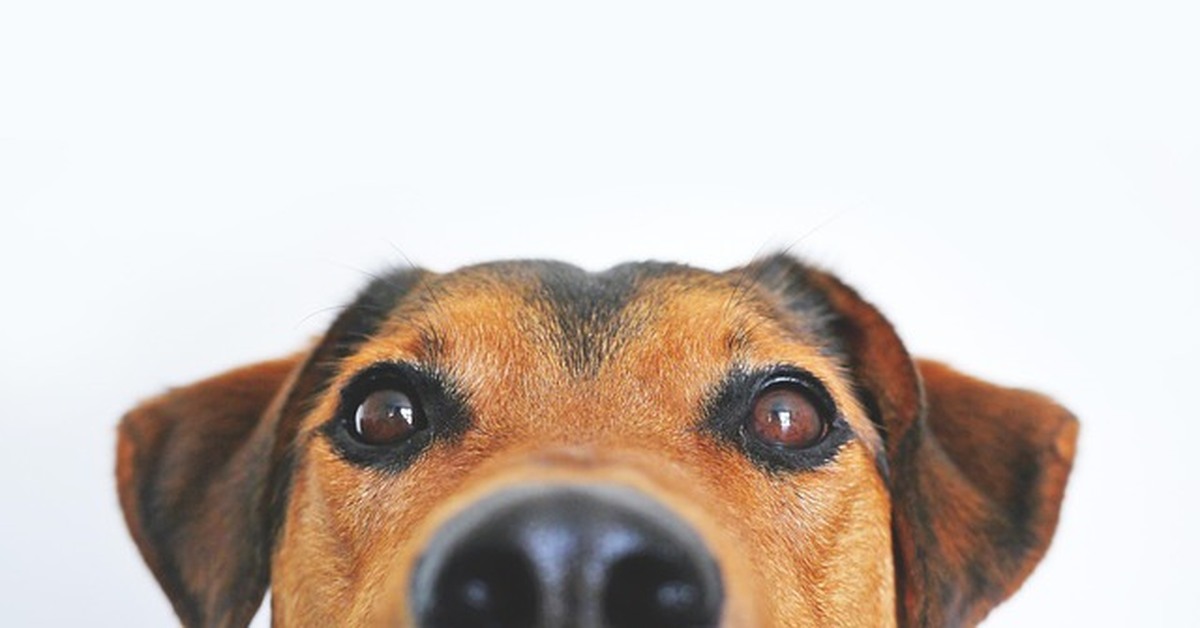 Los perros piensan sin palabras, según la ciencia