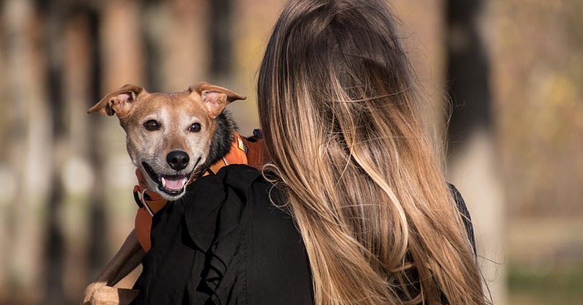 Los perros tienen ciego, pero no apéndice
