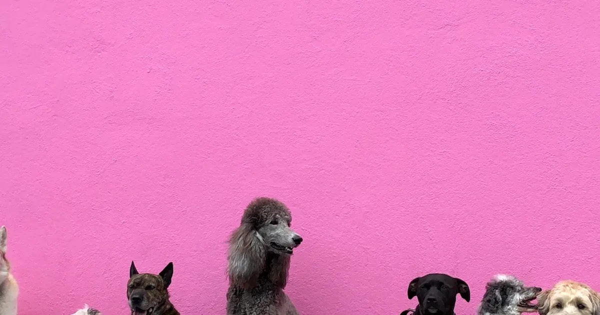 No contrates a un cuidador de perros solo por reseñas