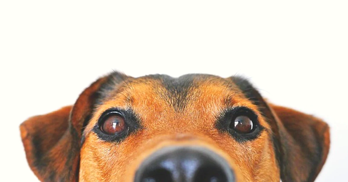 No existe licencia estatal para cuidar perros
