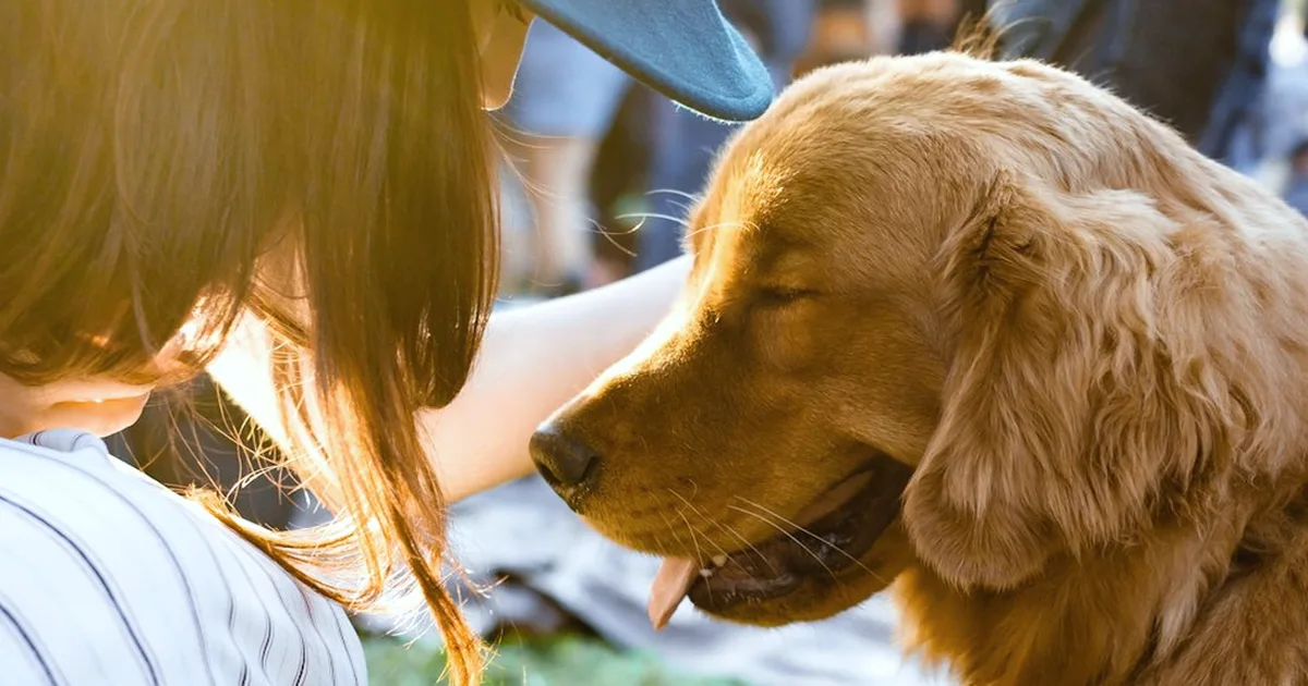 No existe una licencia única para cuidar mascotas