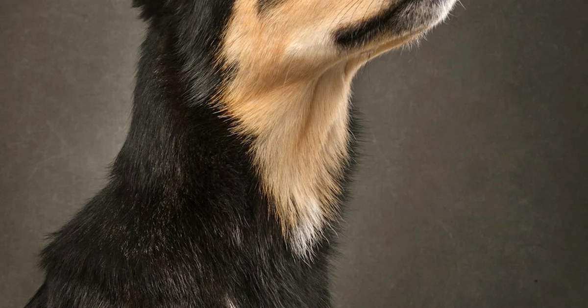 No reserves sin probar al cuidador de tu perro