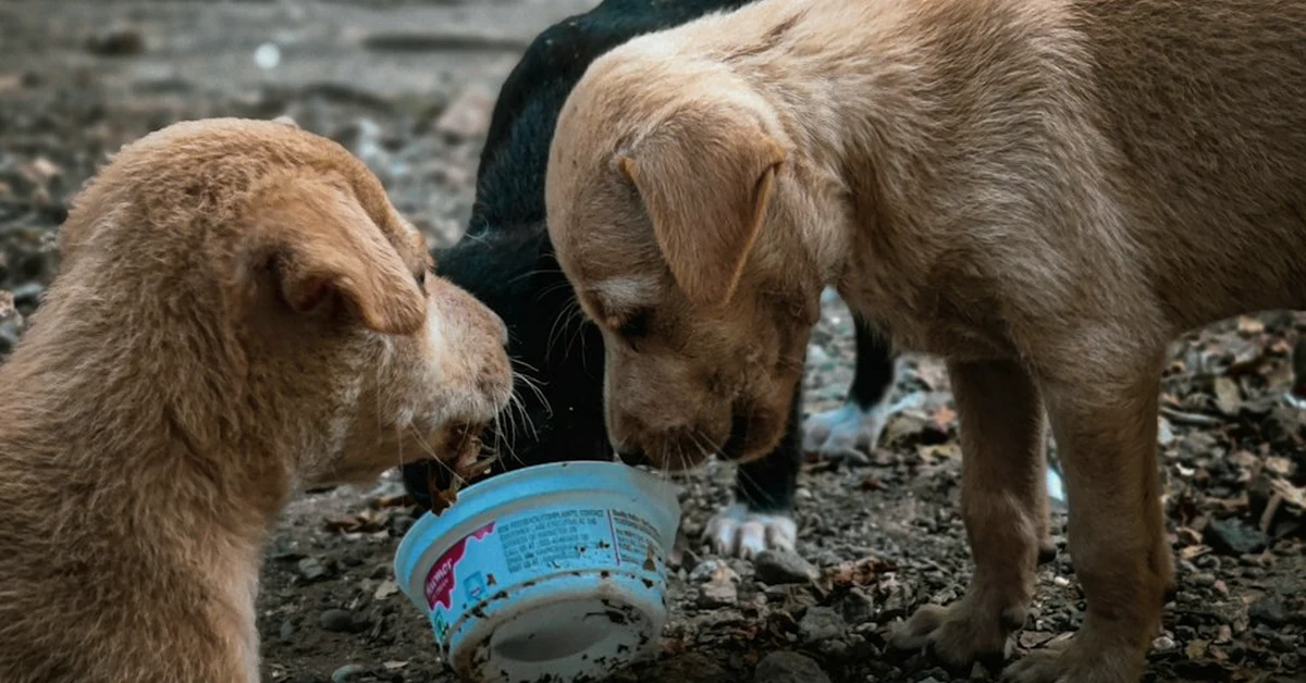 No todos los macarrones son seguros para los perros