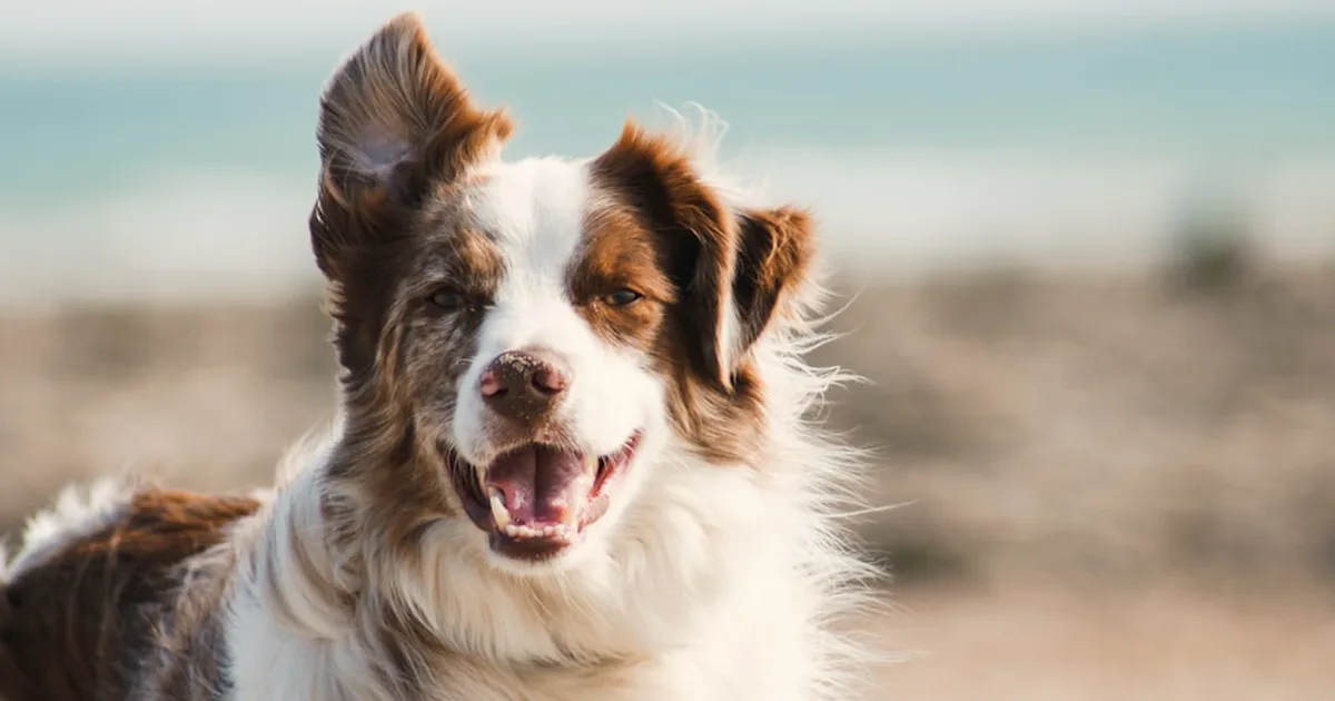 Pasearlo no basta para que tu perro esté sano y feliz