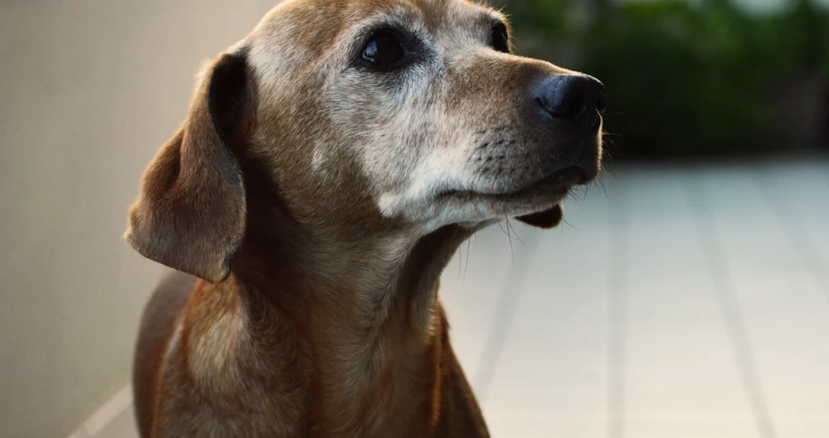 Perras y gatas no tienen una menopausia como la humana